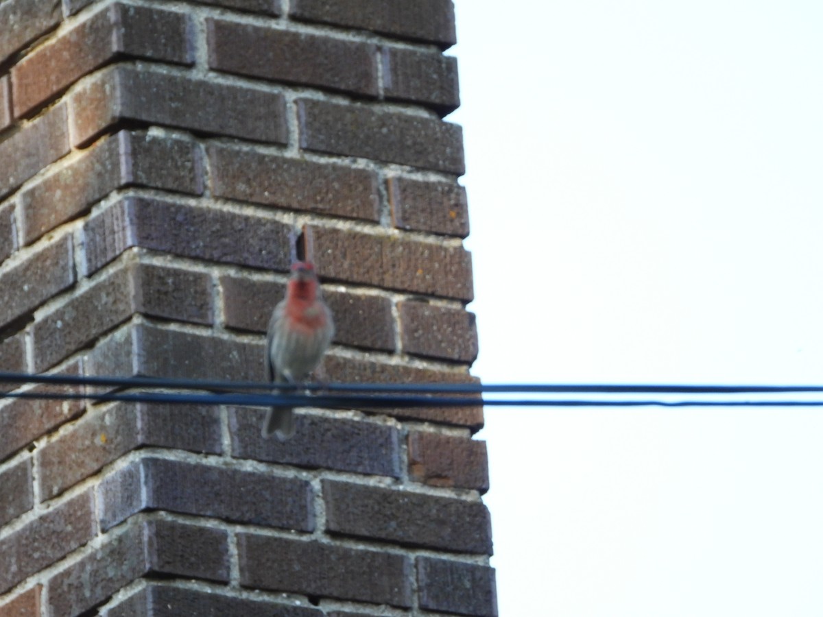 House Finch - ML619370823