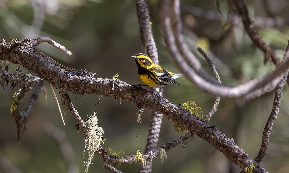 Townsend's Warbler - Paul Fenwick