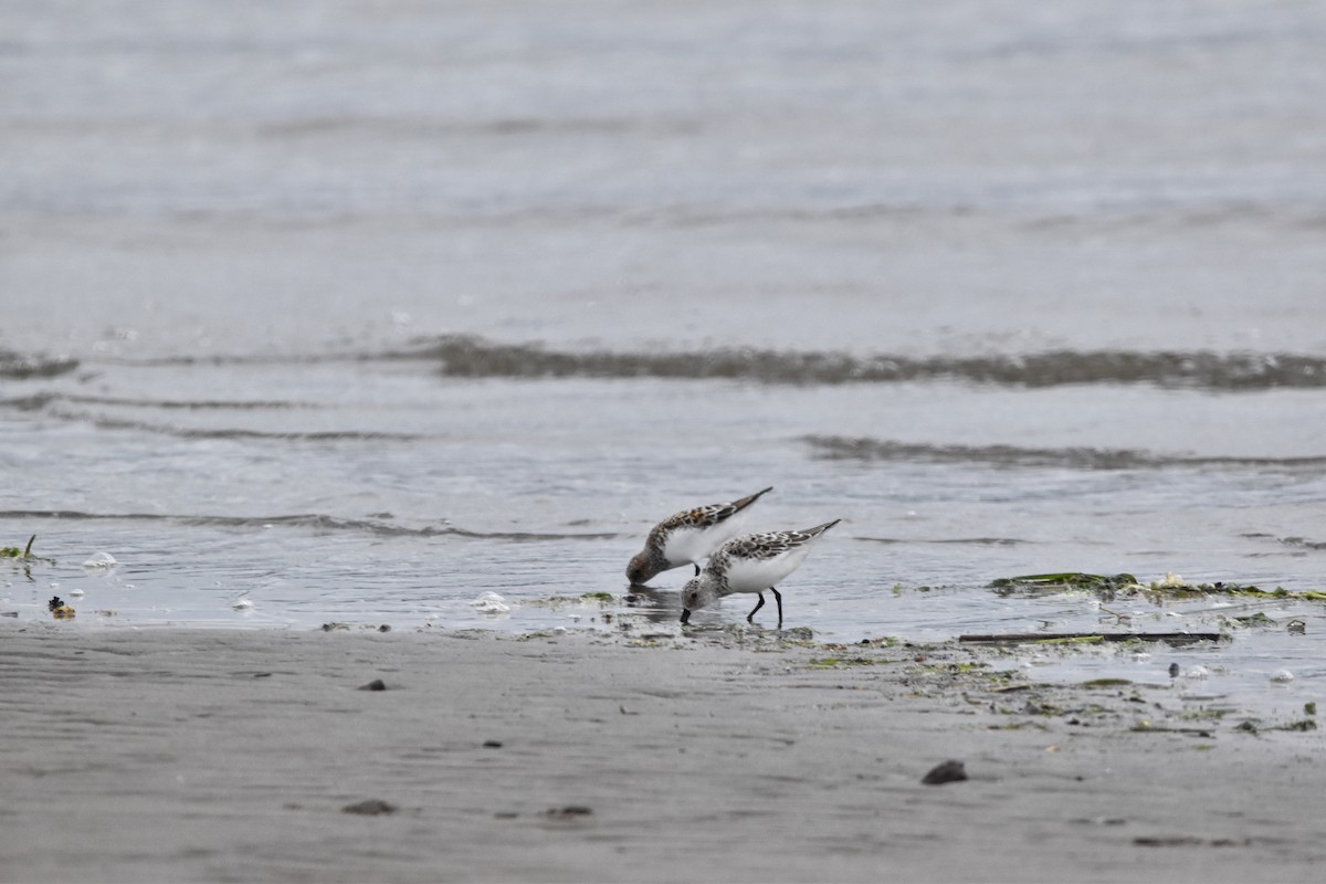 Western Sandpiper - Mike Marble