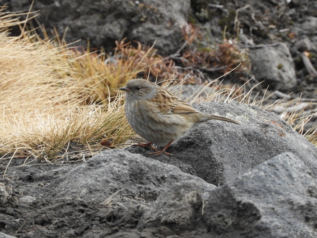 Dunnock - Natalee Bozzi