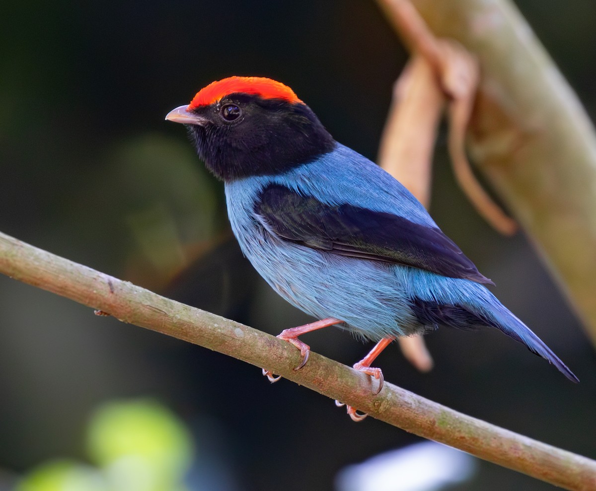 Swallow-tailed Manakin - ML619370921