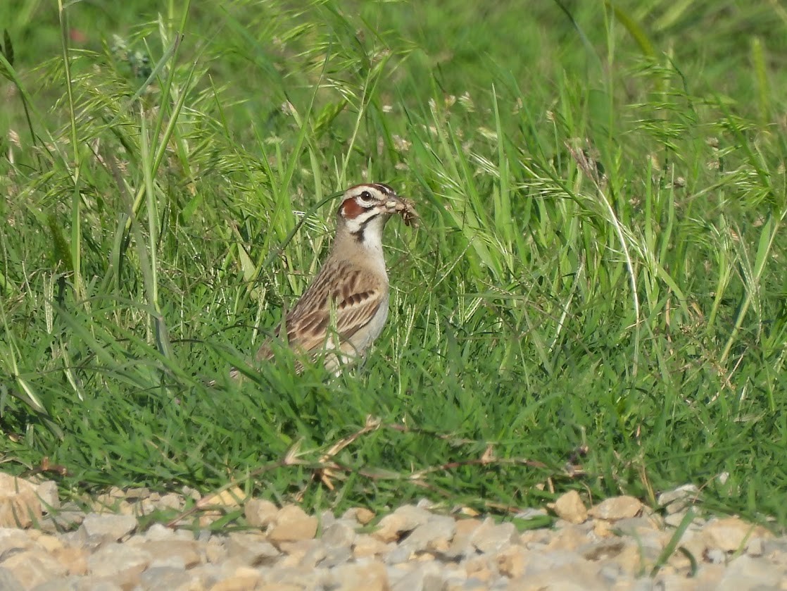 Lark Sparrow - Remy Sutherland