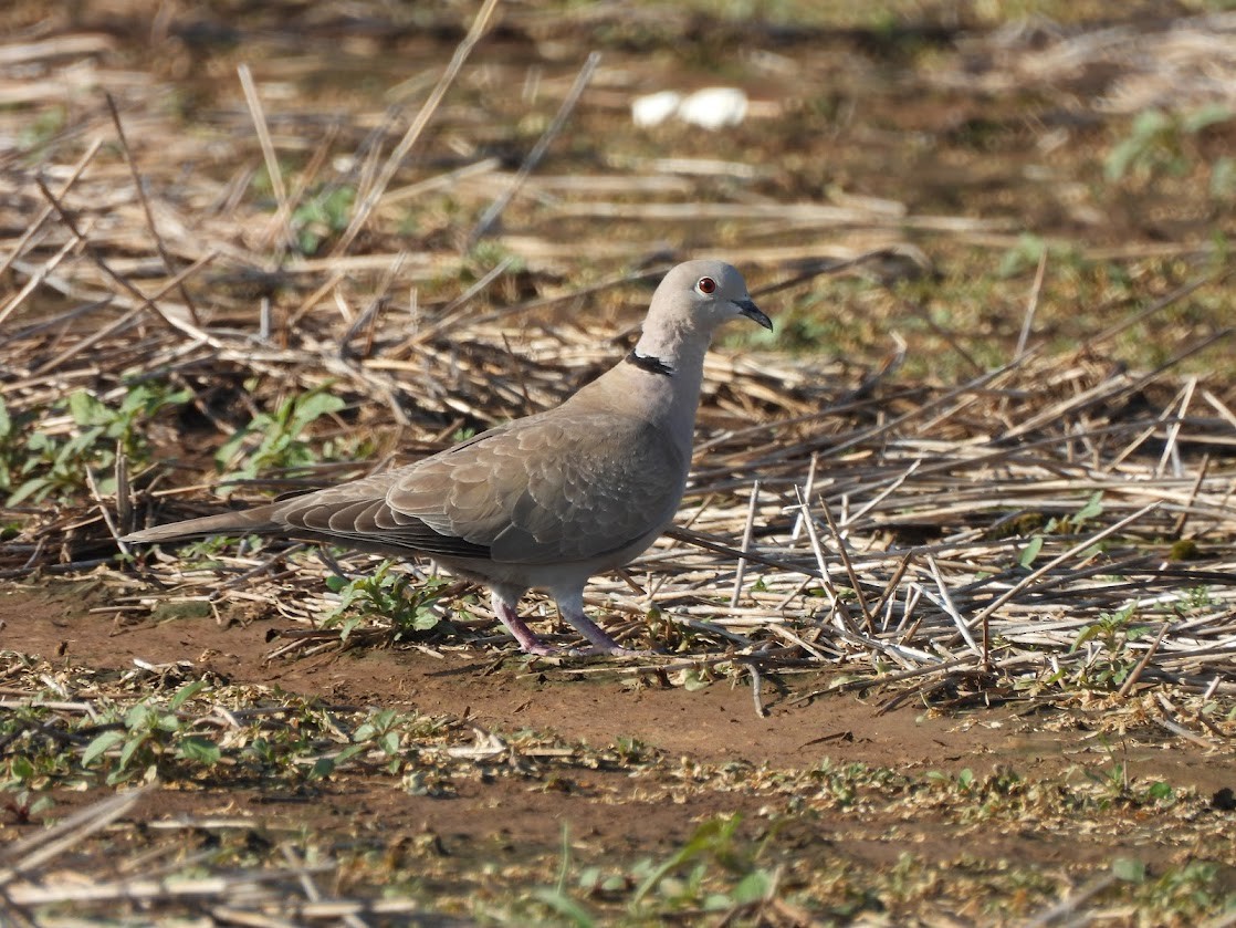 Eurasian Collared-Dove - Remy Sutherland