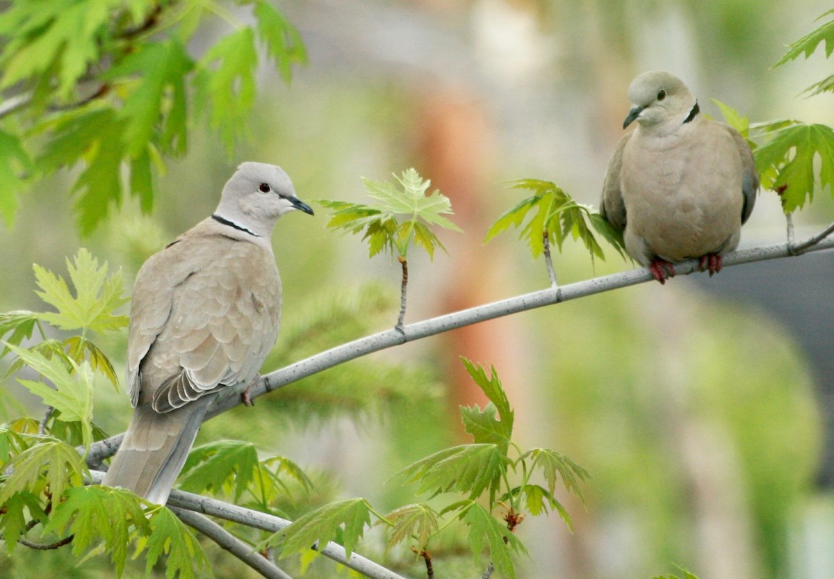 Eurasian Collared-Dove - Renee Coon