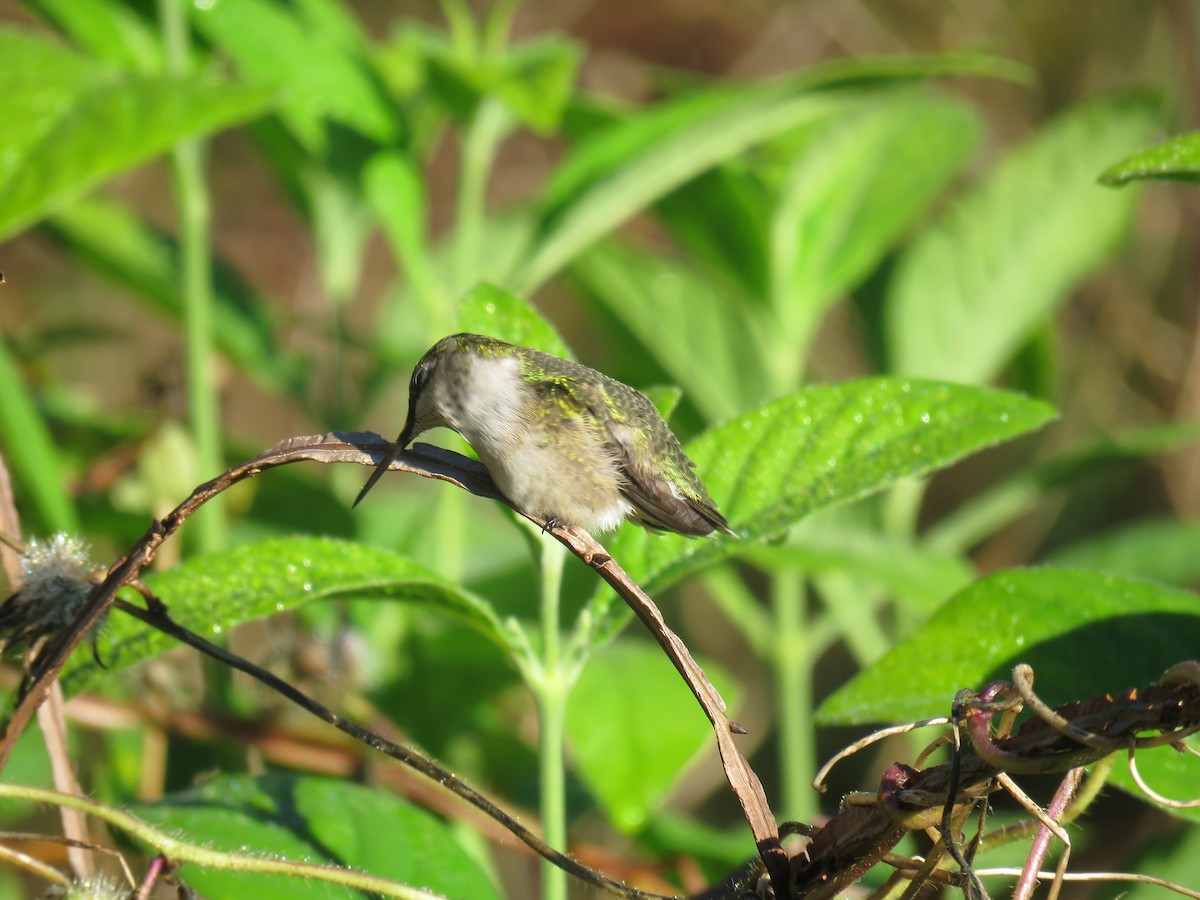 Ruby-throated Hummingbird - David Wolf