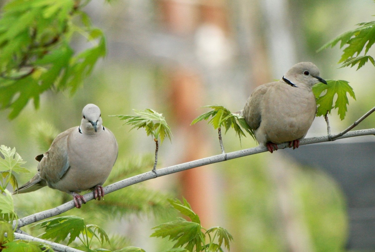 灰斑鳩 - ML619370948