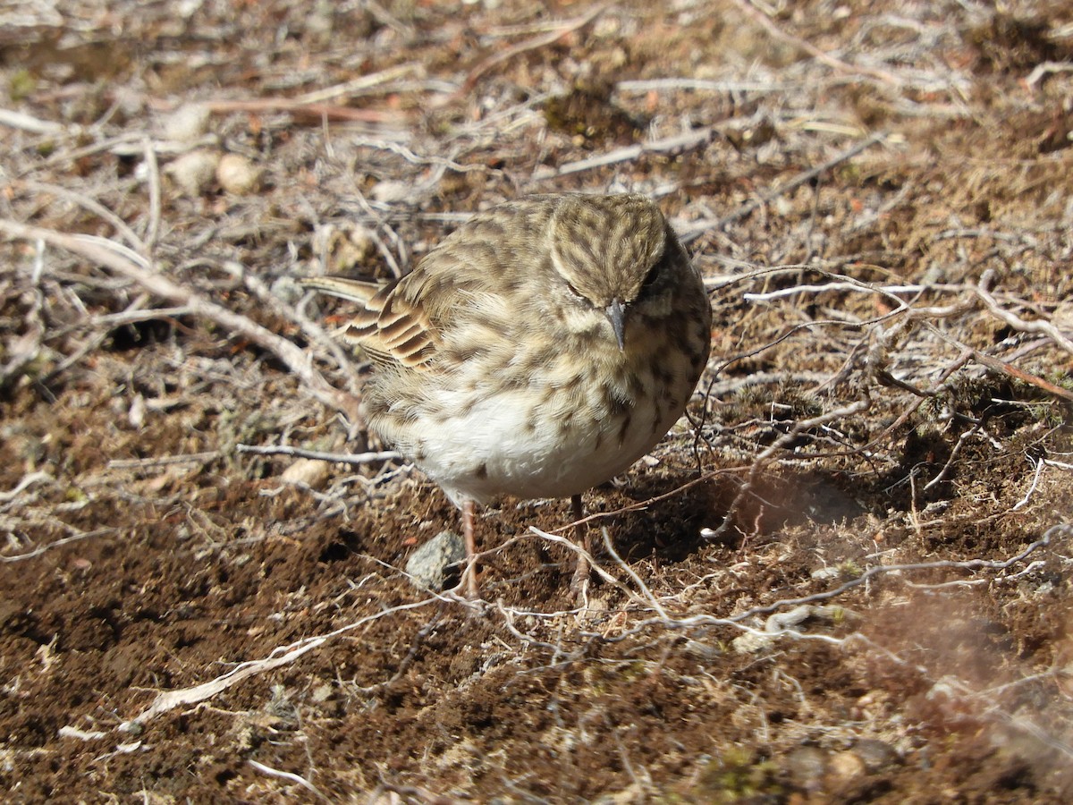 New Zealand Pipit - Natalee Bozzi