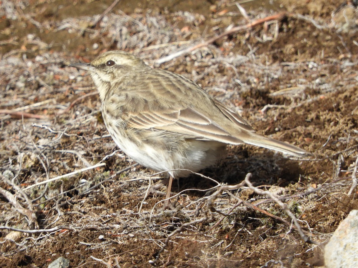 New Zealand Pipit - Natalee Bozzi