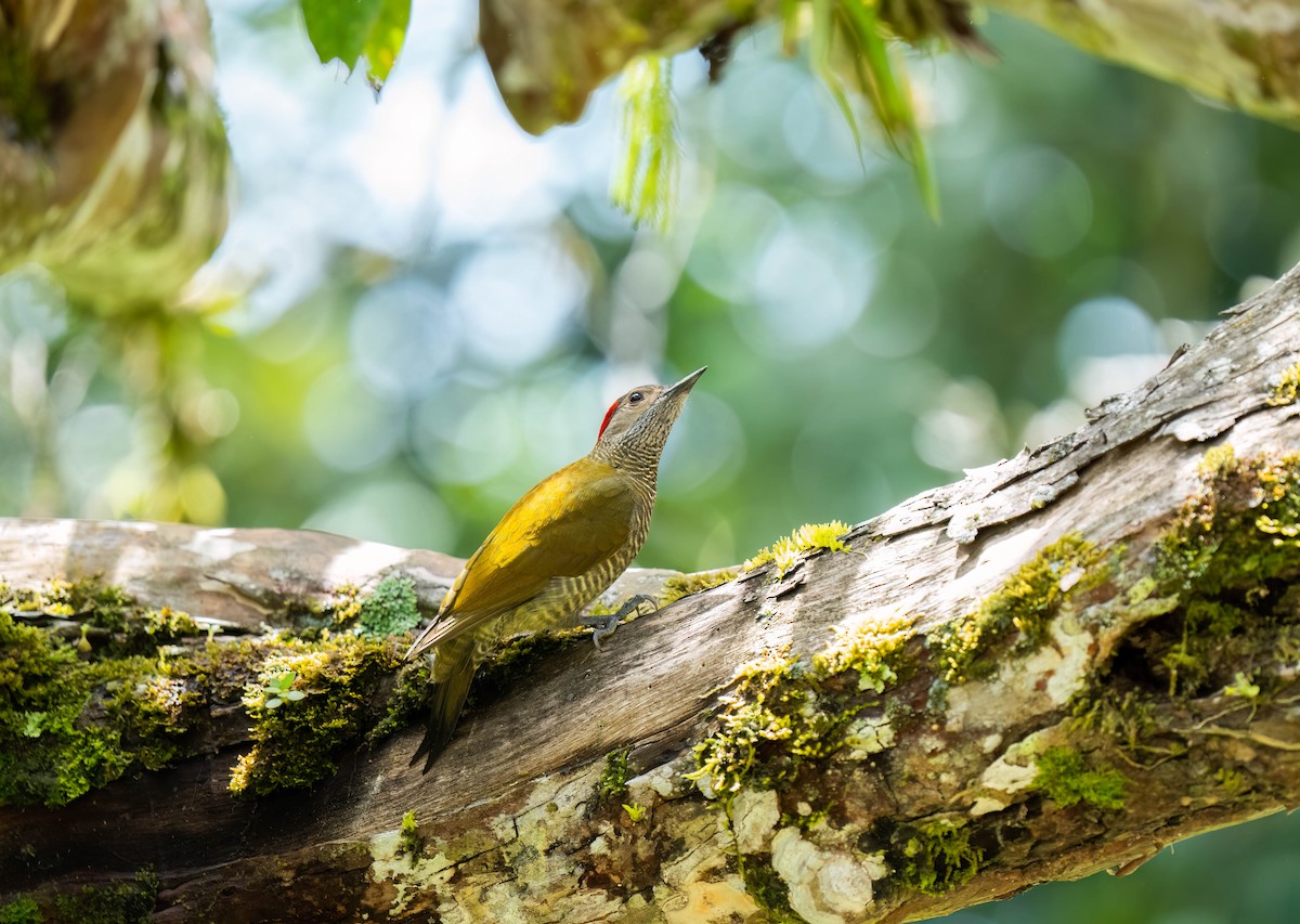 Golden-olive Woodpecker - Marina Germain