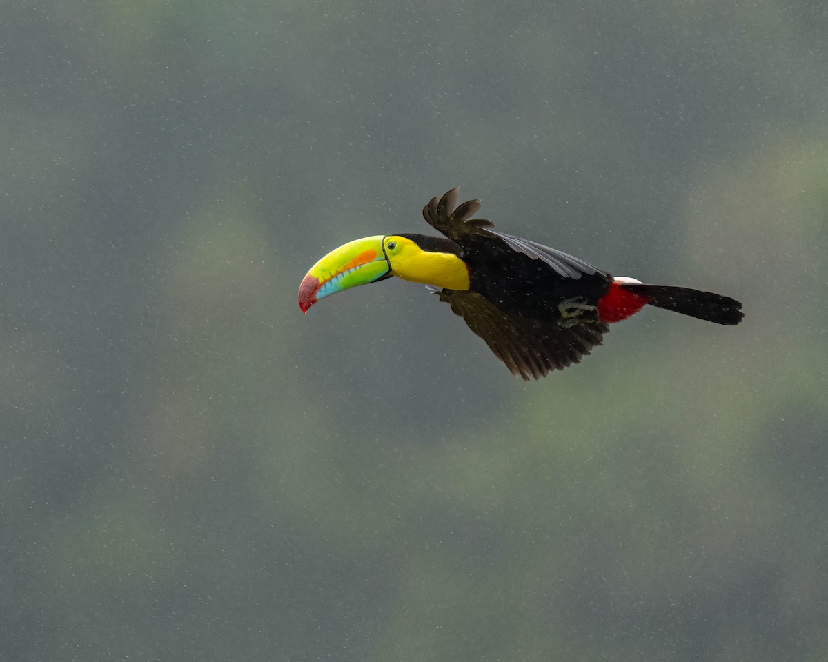 Keel-billed Toucan - Marina Germain