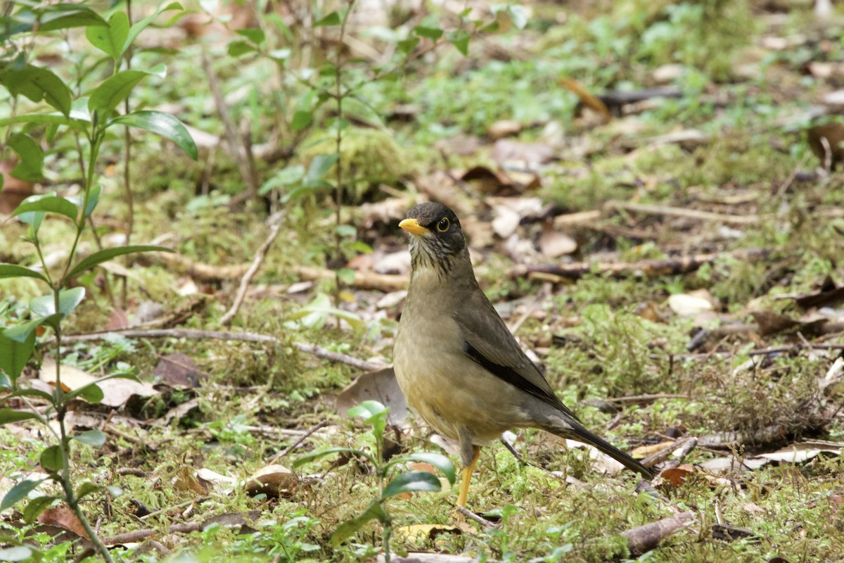 Austral Thrush - ML619370971