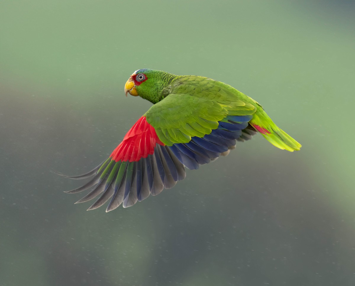 White-fronted Parrot - Marina Germain