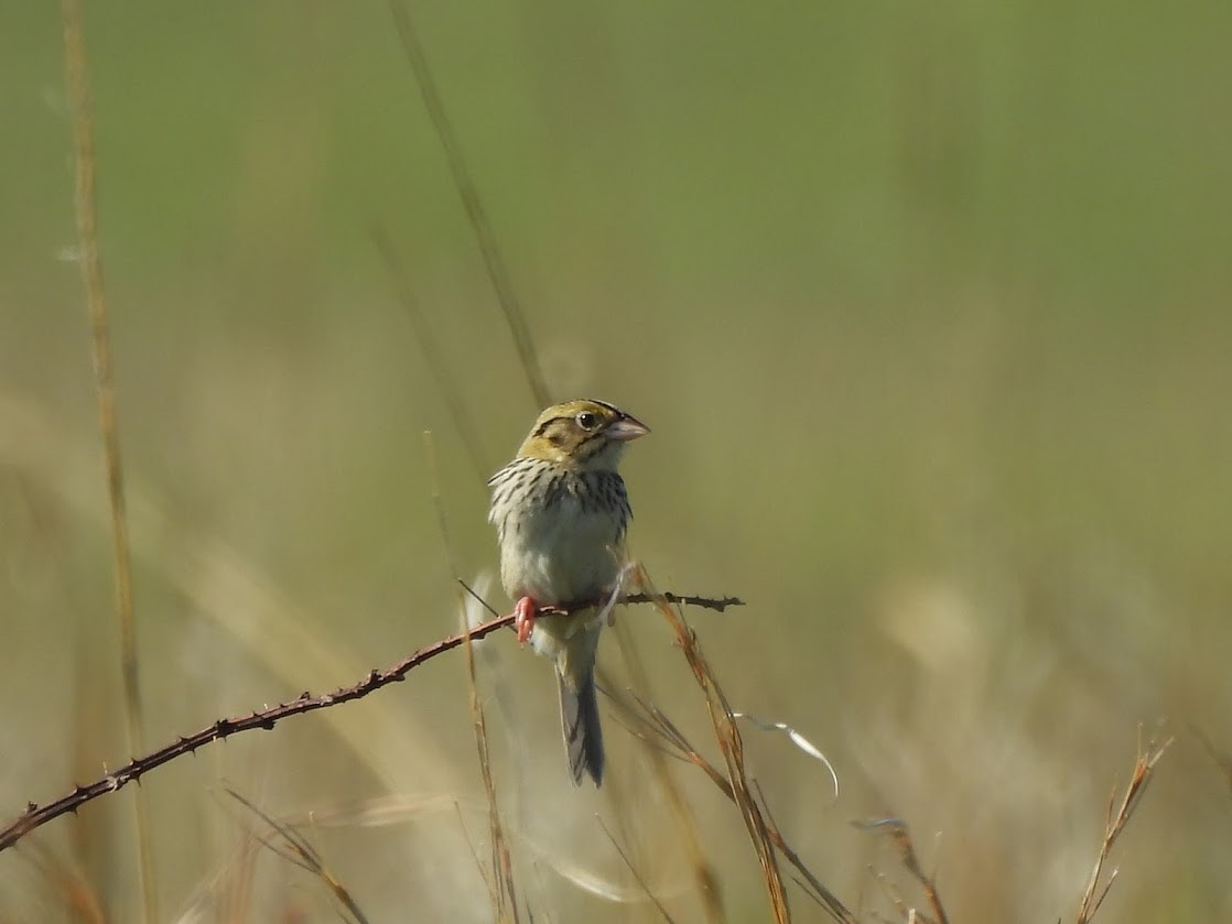 Henslow's Sparrow - Remy Sutherland