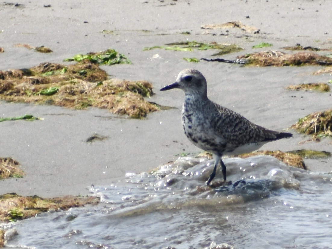 Black-bellied Plover - Eric Konkol