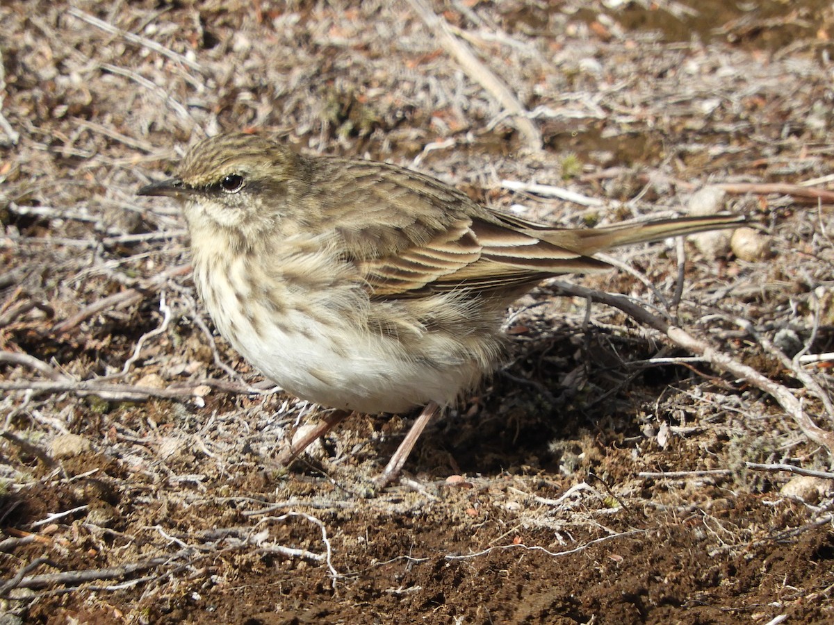 New Zealand Pipit - Natalee Bozzi