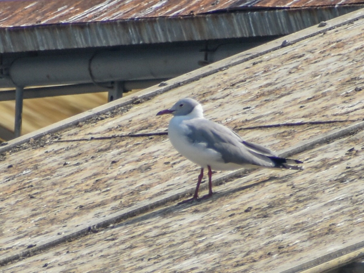 Gray-hooded Gull - ML619370996