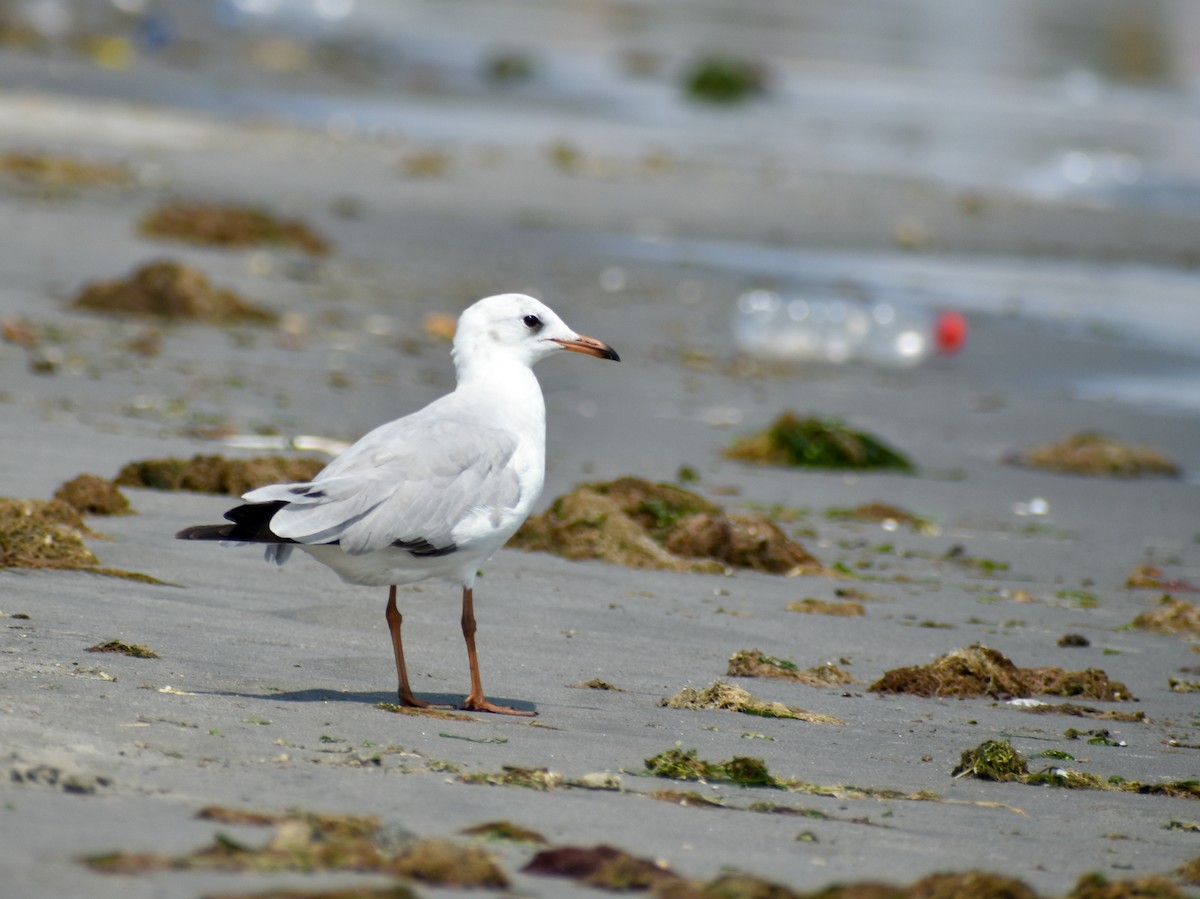 Gray-hooded Gull - Eric Konkol