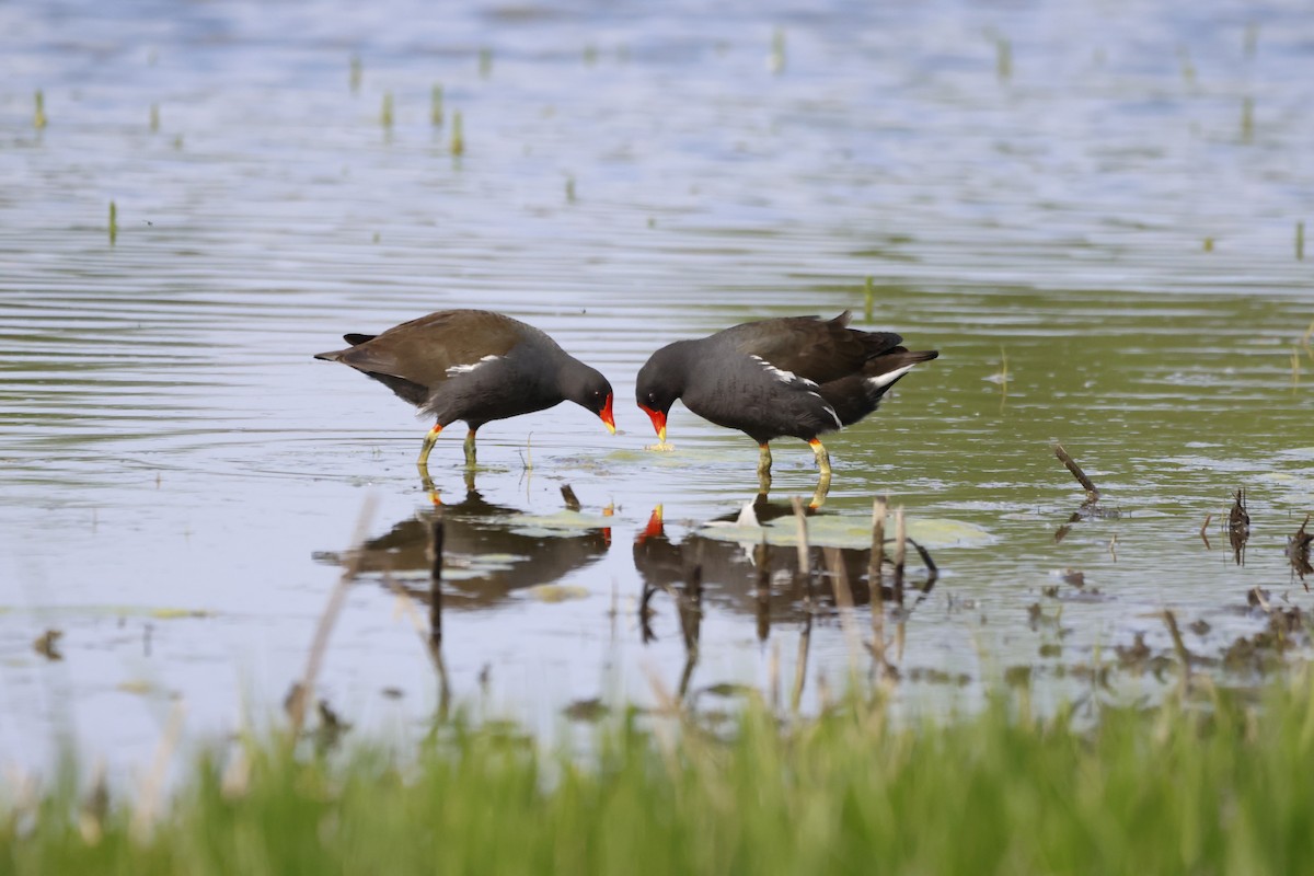 Eurasian Moorhen - Gareth Bowes