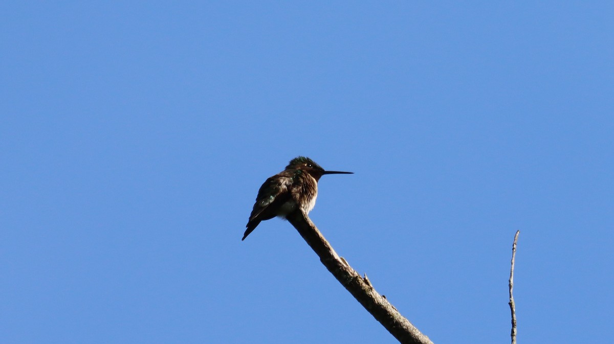Ruby-throated Hummingbird - ML619371005