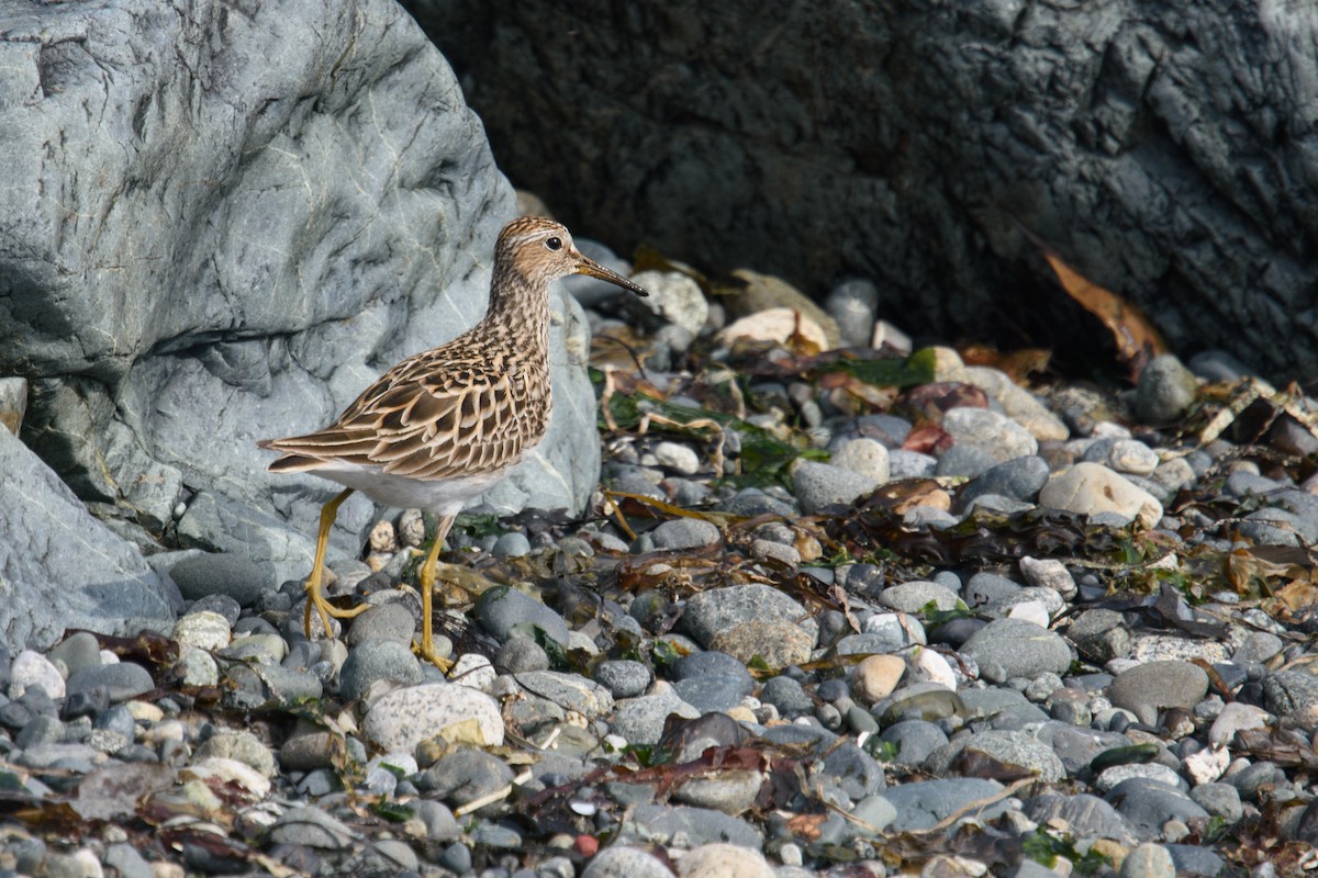 Pectoral Sandpiper - Randy Dzenkiw