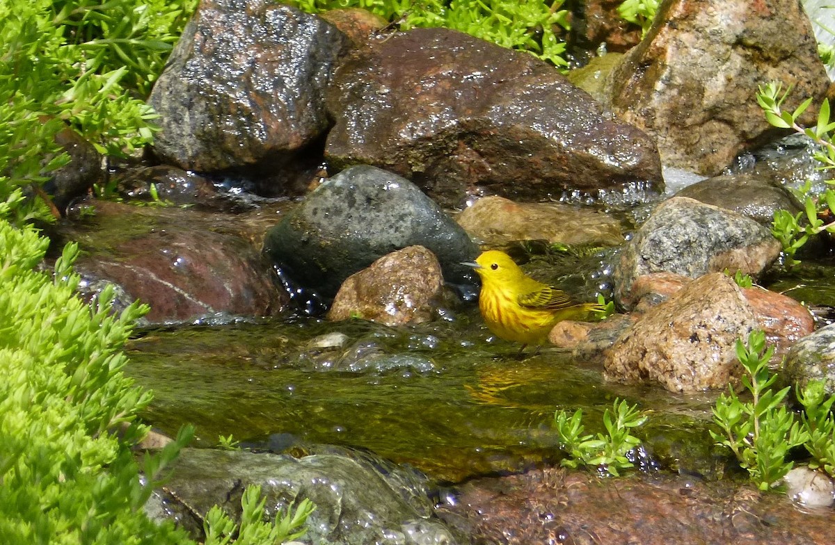 Yellow Warbler - Rénald St-Onge