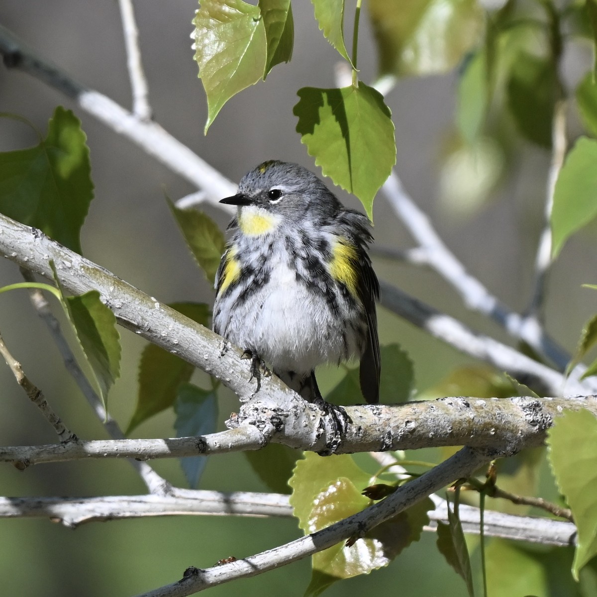 Yellow-rumped Warbler - Martin Kennedy