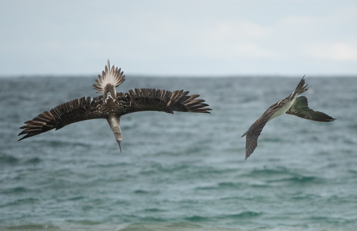 Blue-footed Booby - ML619371026