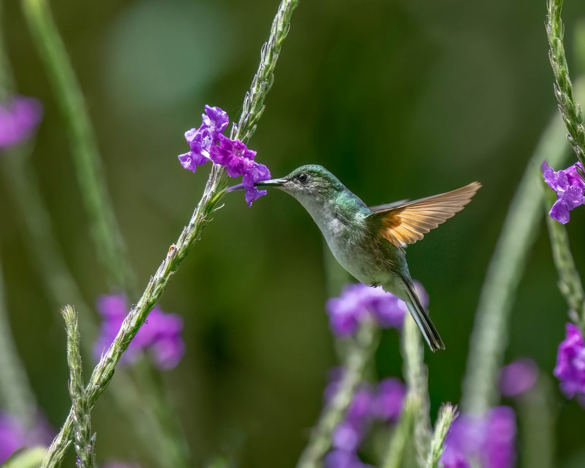 Stripe-tailed Hummingbird - Marina Germain