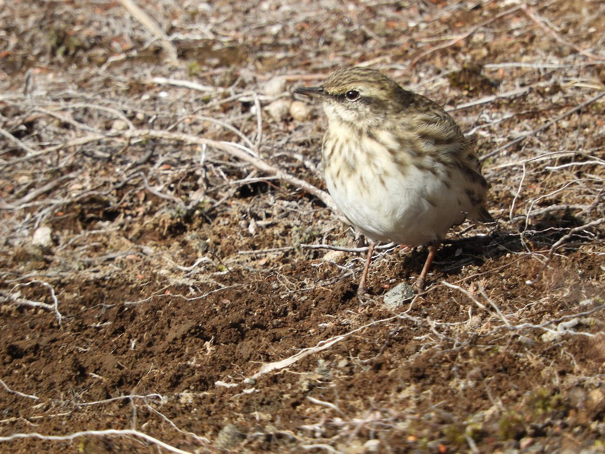 New Zealand Pipit - Natalee Bozzi