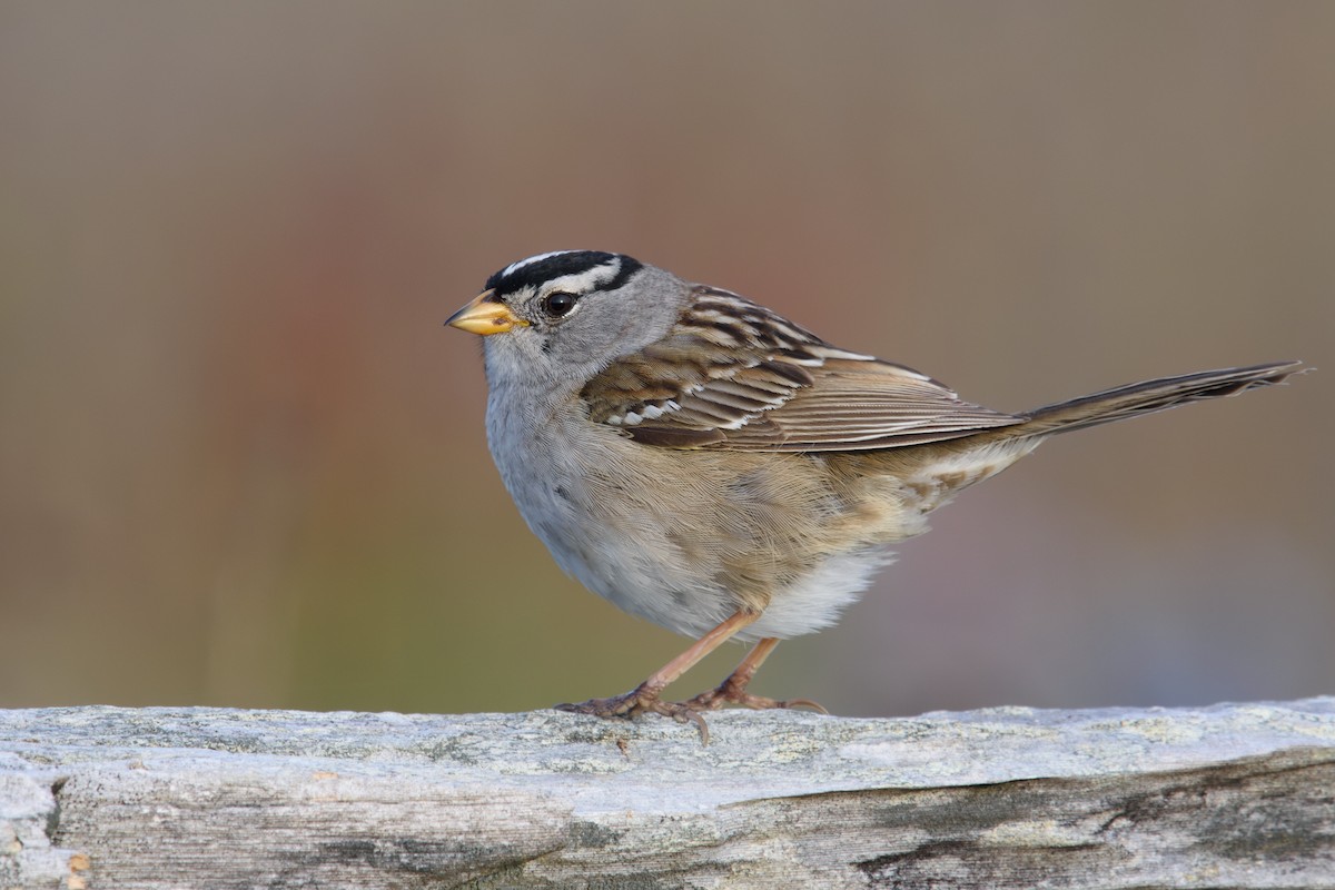 White-crowned Sparrow - Randy Dzenkiw
