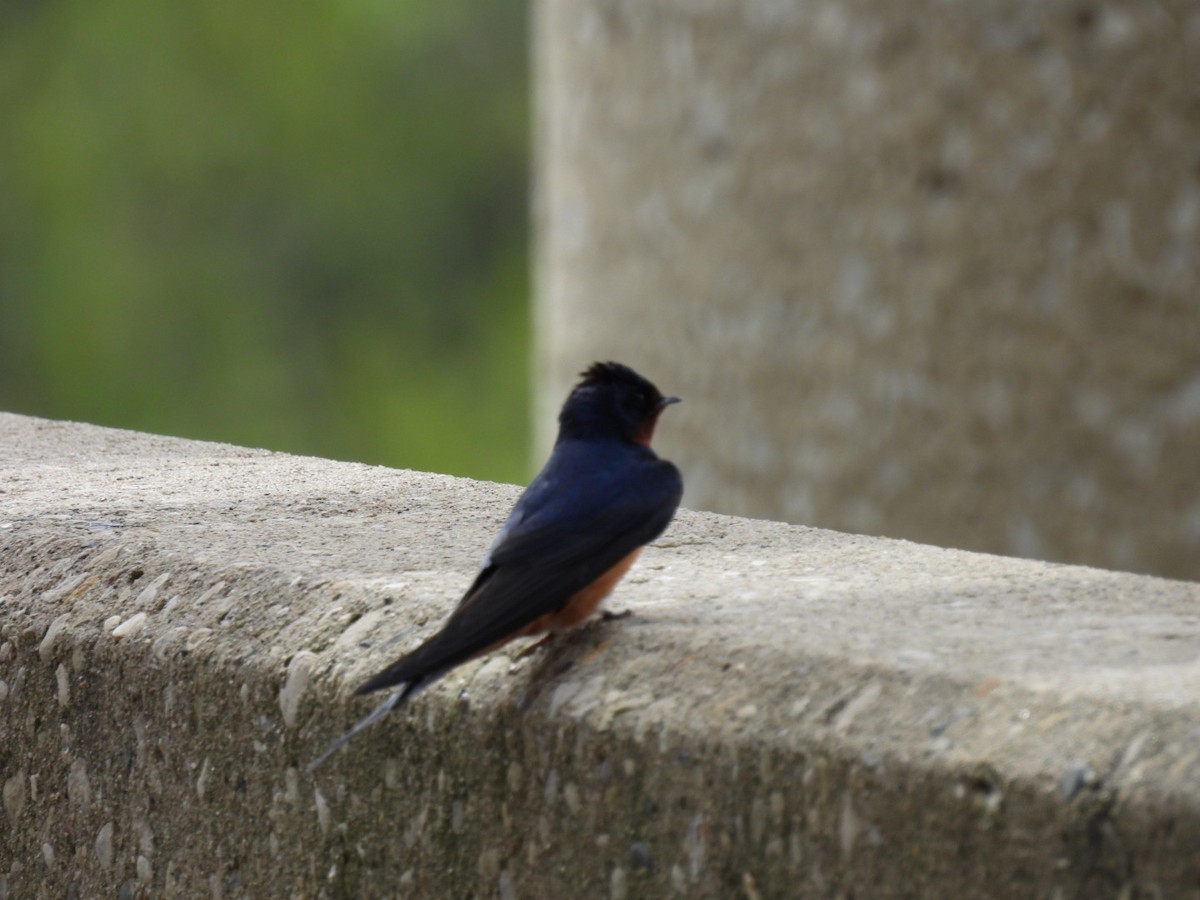 Barn Swallow - hailey everhart