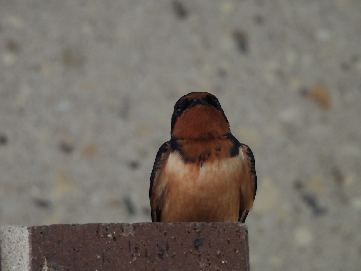 Barn Swallow - hailey everhart