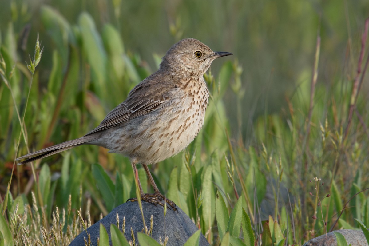 Sage Thrasher - Randy Dzenkiw