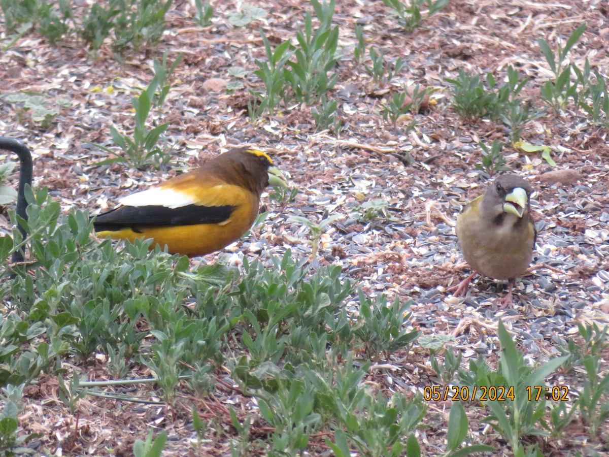 Evening Grosbeak - Anonymous