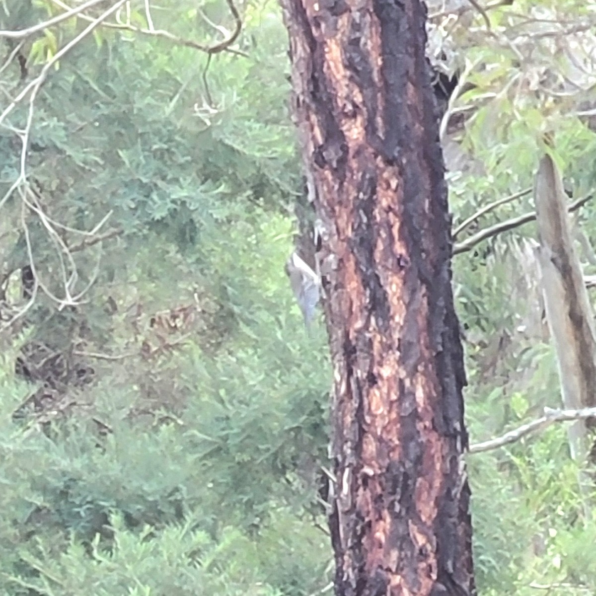 White-throated Treecreeper - ML619371089