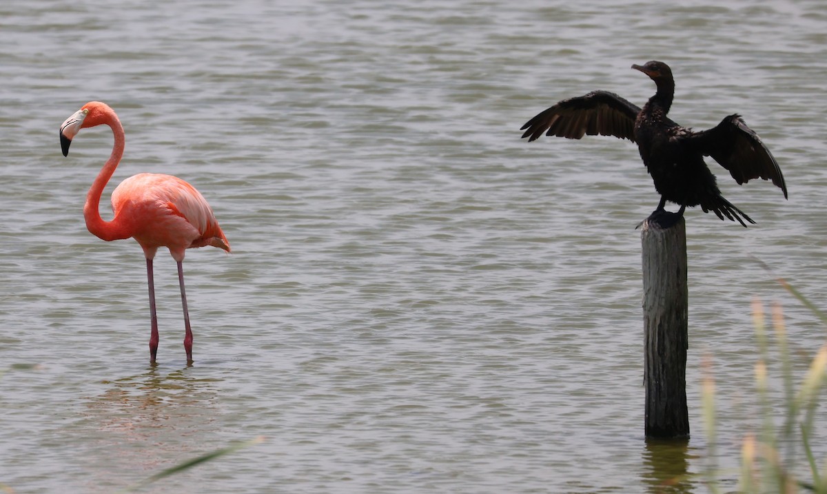 American Flamingo - Keith Godwin