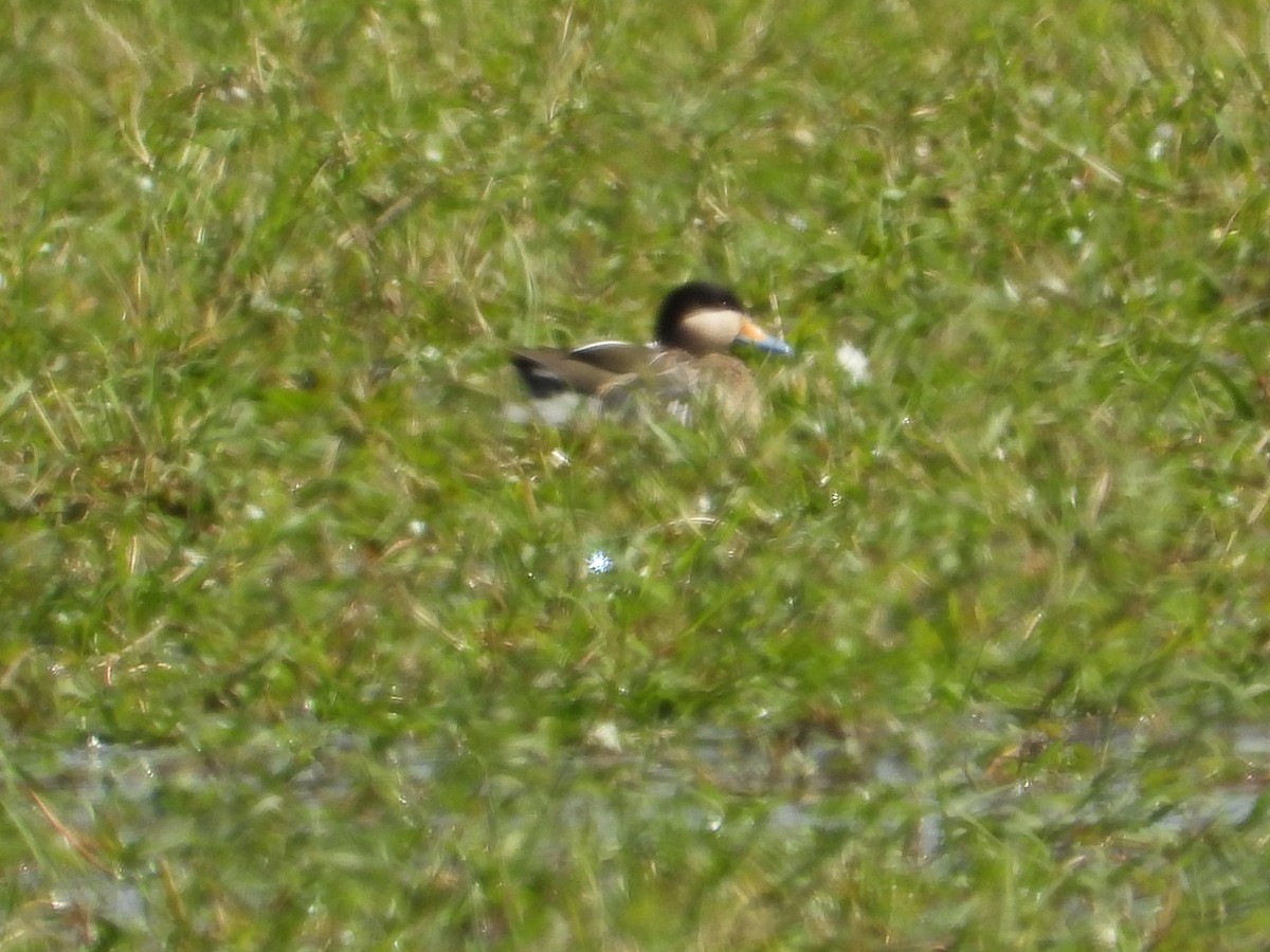 Silver Teal - Mónica  Cobelli