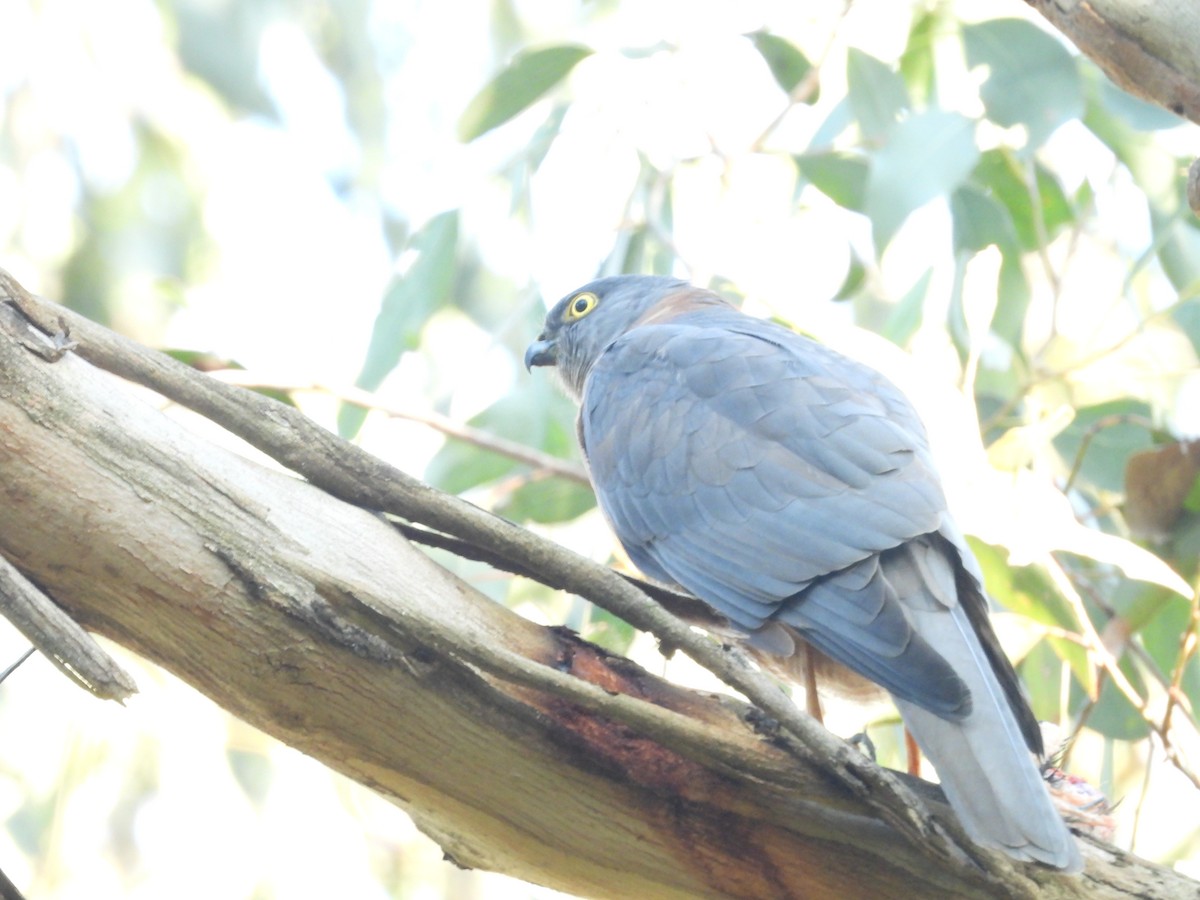 Collared Sparrowhawk - Amara Bharathy