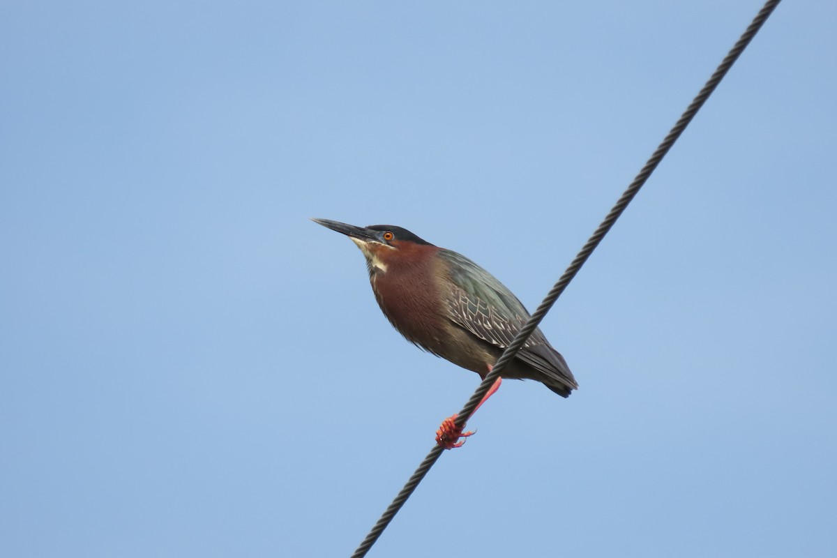 Green Heron - Rachel Lewis