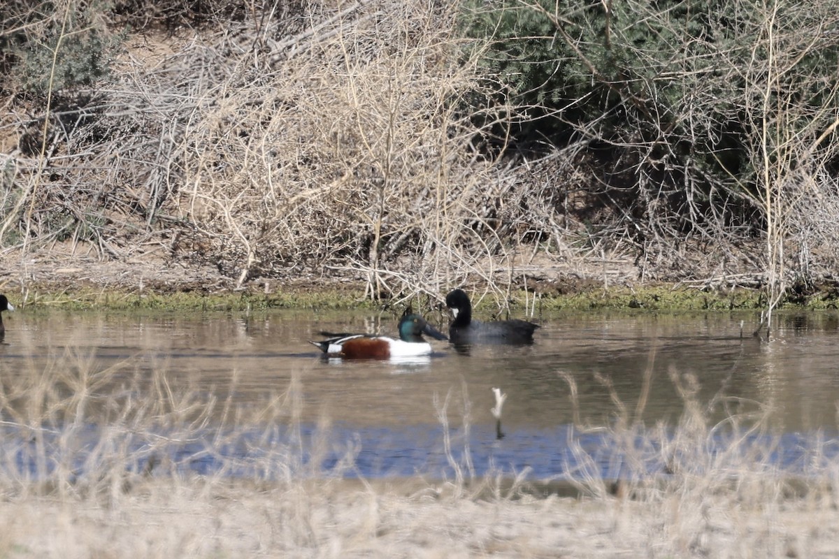 Northern Shoveler - Laura Crago