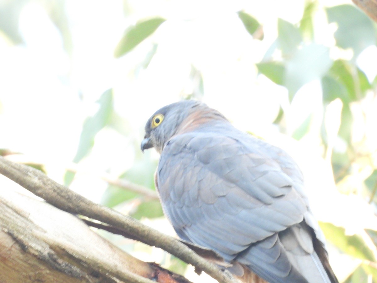 Collared Sparrowhawk - Amara Bharathy