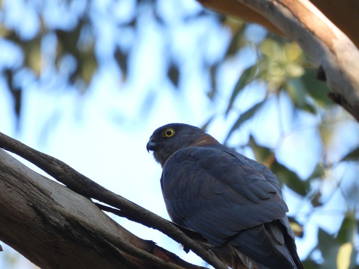 Collared Sparrowhawk - Amara Bharathy