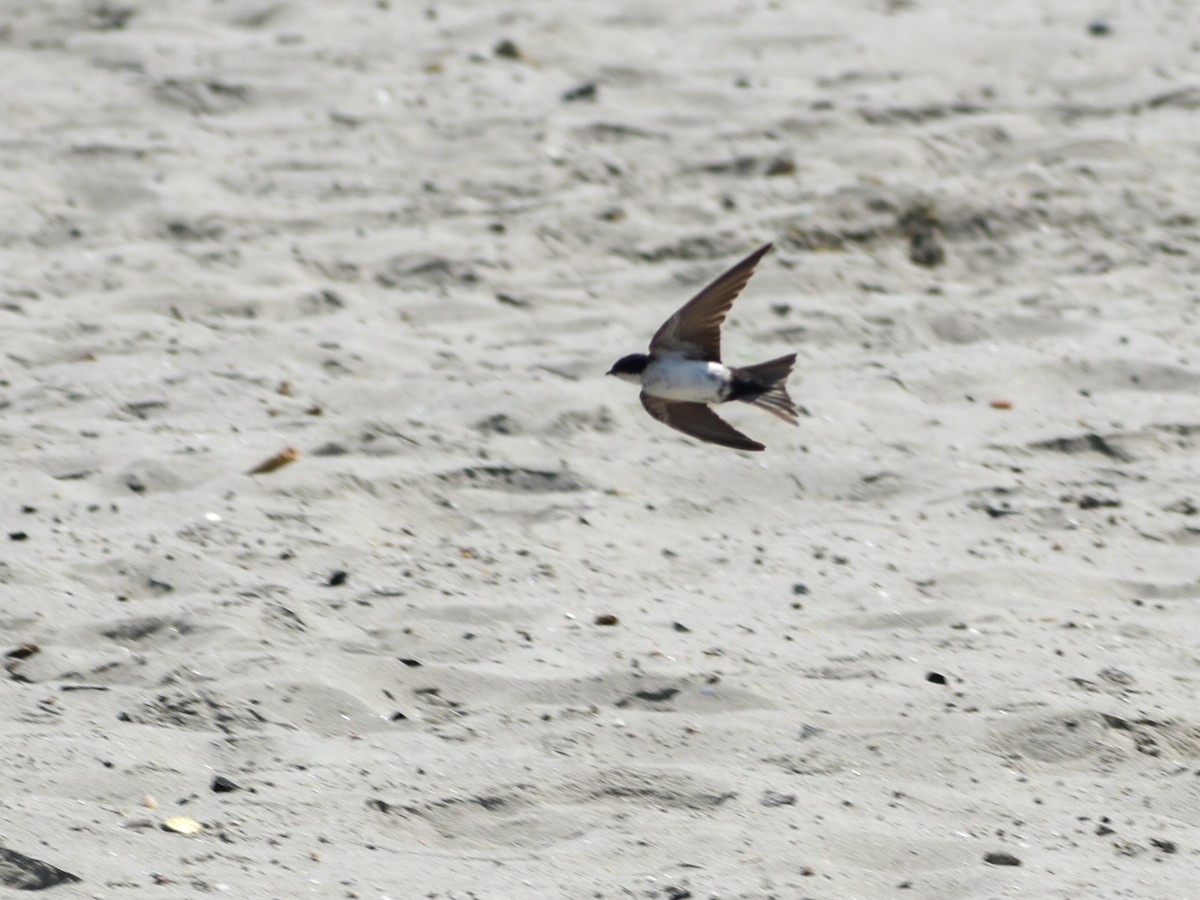 Blue-and-white Swallow - Eric Konkol