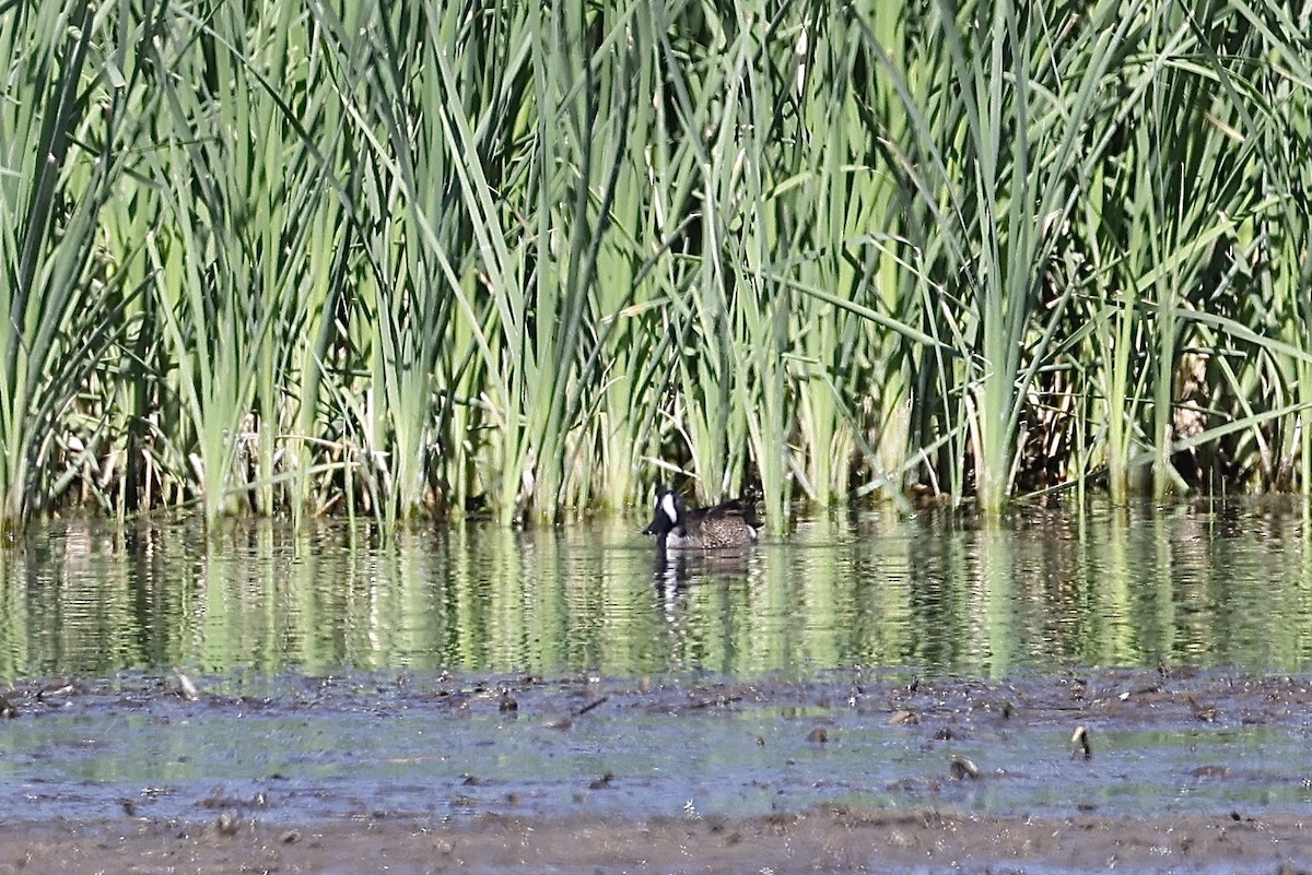 Blue-winged Teal - Laura Crago