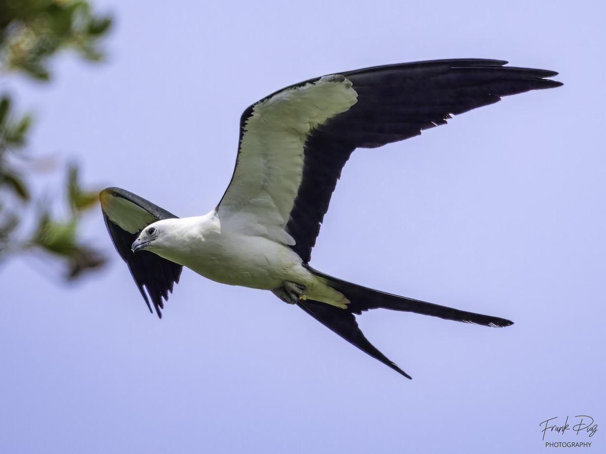 Swallow-tailed Kite - Frank Diaz