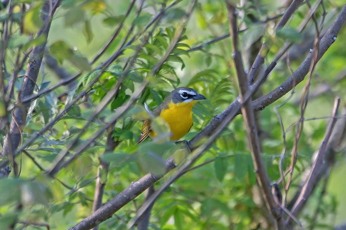 Yellow-breasted Chat - Andrew Simon