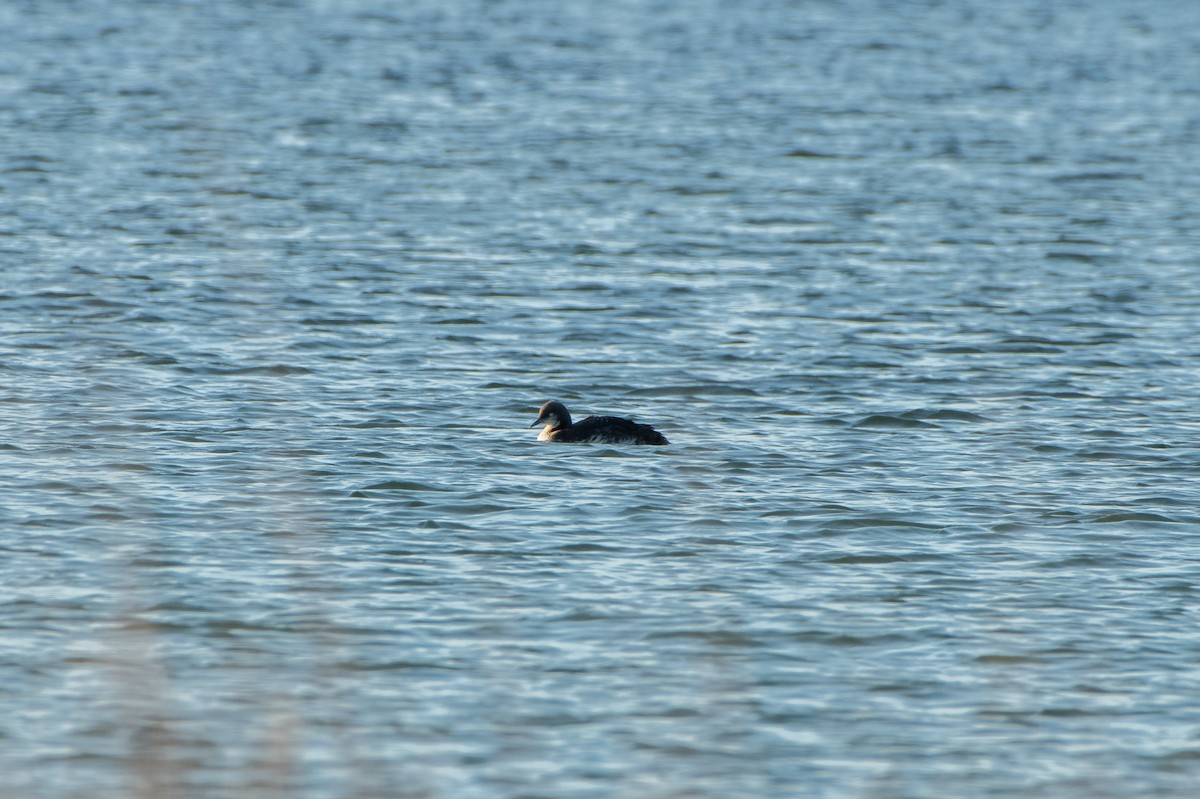 Pacific Loon - Jon Wilson