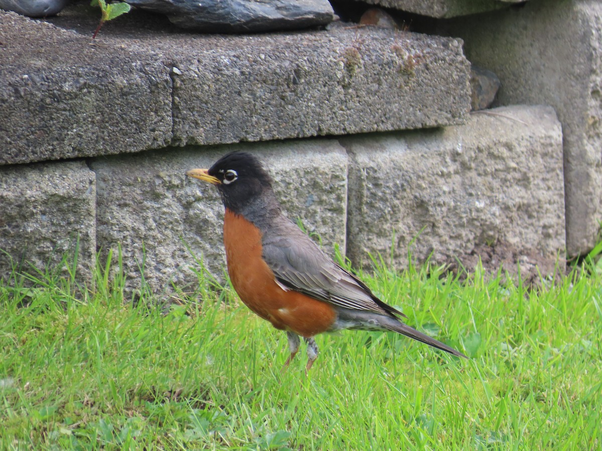 American Robin - Latha Raghavendra