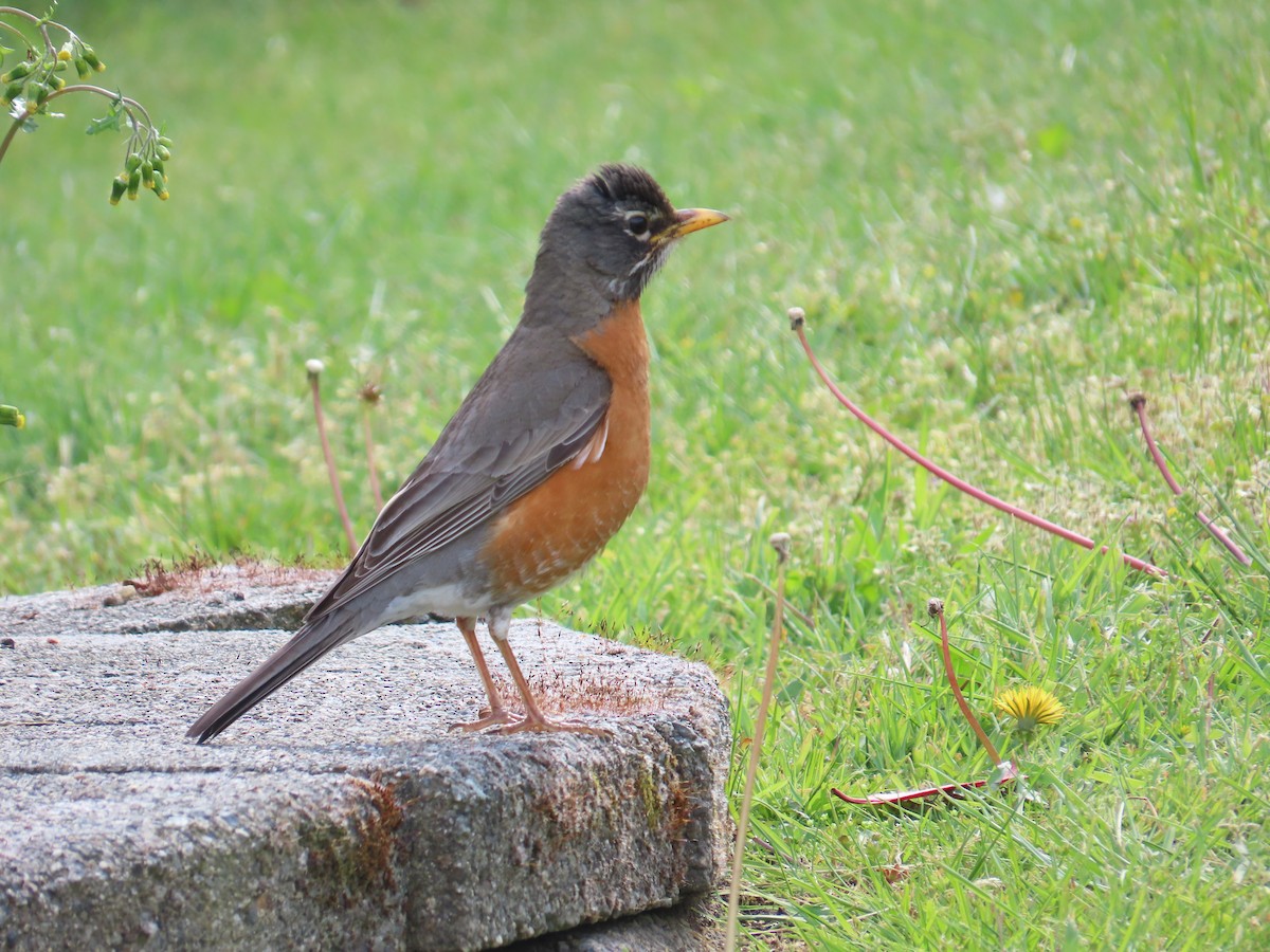 American Robin - Latha Raghavendra