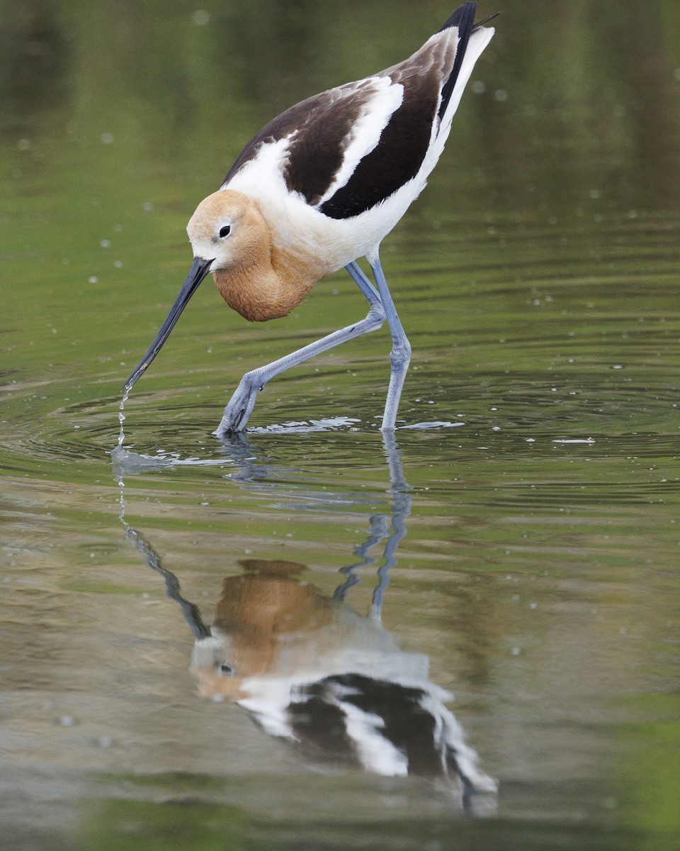 American Avocet - Tommy Quarles